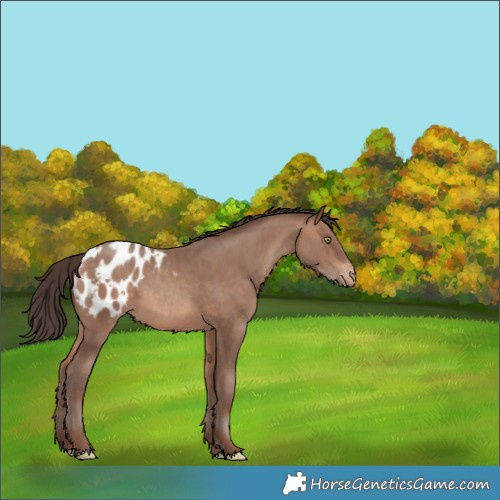 Horse Color:Sable Champagne Appaloosa 