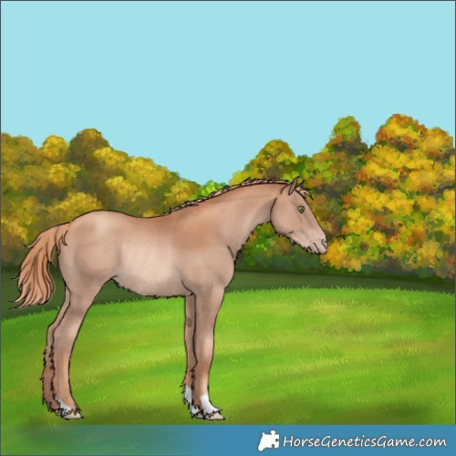 Horse Color:Gold Champagne Rabicano