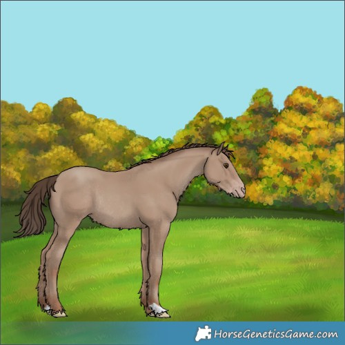Horse Color:Classic Champagne Rabicano 