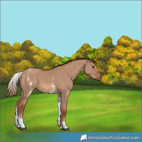 Horse Color:White Spotted Red Dun Rabicano 
