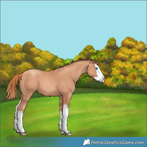 Horse Color:Gold Champagne Splash 