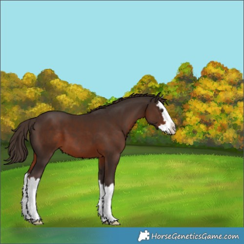 Horse Color:Liver Chestnut Splash 