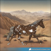 Horse Color:White Spotted Chocolate Palomino 
