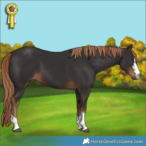 Horse Color:Liver Chestnut 