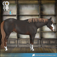 Horse Color:Liver Chestnut 