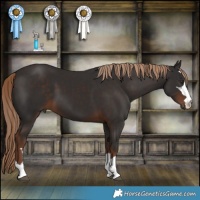 Horse Color:Liver Chestnut