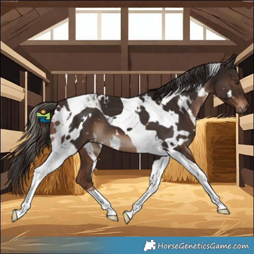 Horse Color:White Spotted Liver Chestnut Tobiano 