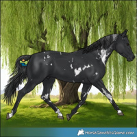 Horse Color:White Spotted Black