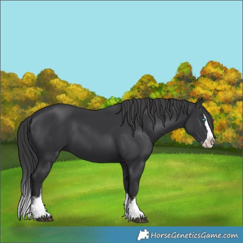 Horse Color:Black Splash 