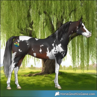 Horse Color:White Spotted Brown Splash Tobiano