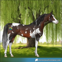Horse Color:White Spotted Brown Splash Tobiano 