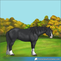 Horse Color:Black Splash 