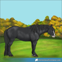 Horse Color:Black Splash 