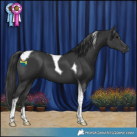 Horse Color:Black Tobiano 