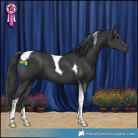Horse Color:Black Tobiano