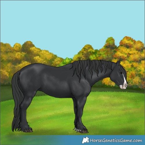 Horse Color:Black Splash 