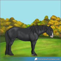 Horse Color:Black Splash