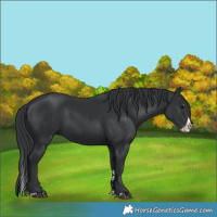 Horse Color:Black Splash