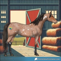 Horse Color:White Spotted Bay Roan