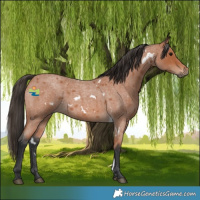 Horse Color:White Spotted Bay Roan 
