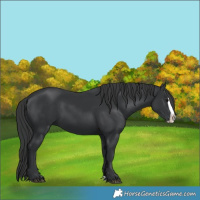 Horse Color:Black Splash
