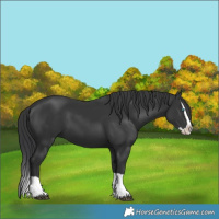 Horse Color:Black Splash