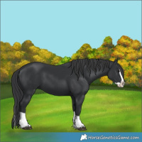 Horse Color:Black Splash 