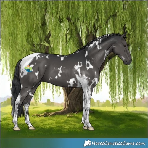 Horse Color:White Spotted Black Tobiano