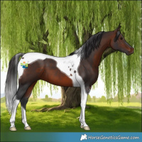 Horse Color:Brown Tobiano