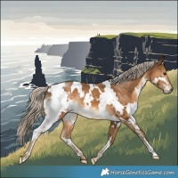 Horse Color:White Spotted Chocolate Palomino 
