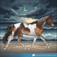 Horse Color:Chocolate Palomino Tobiano Rabicano  and Liver Chestnut Tobiano 