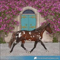 Horse Color:White Spotted Liver Chestnut 