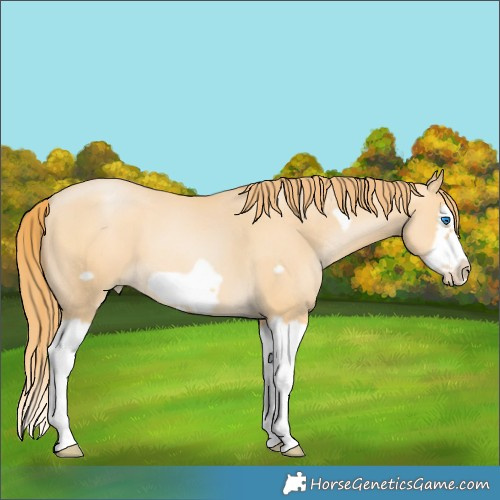 Horse Color:Buckskin Pearl Splash Frame 
