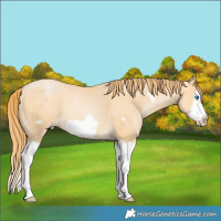 Horse Color:Buckskin Pearl Splash Frame 