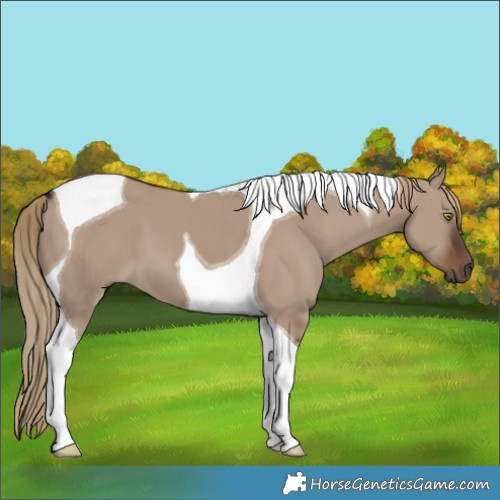 Horse Color:Liver Red Dun Tobiano