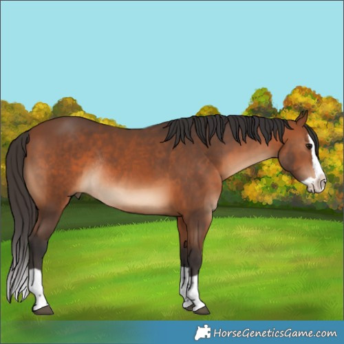 Horse Color:Bay Splash Rabicano 
