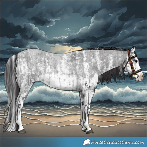 Horse Color:Blue Roan Sabino Splash  and Smoky Blue Roan Sabino Splash 