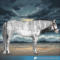 Horse Color:Blue Roan Sabino Splash and Smoky Blue Roan Sabino Splash