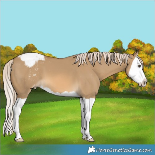 Horse Color:Chocolate Palomino Dun Splash Appaloosa 