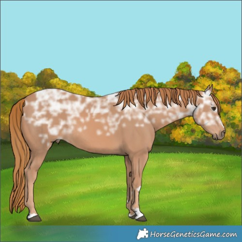 Horse Color:Chestnut Ice Rabicano 