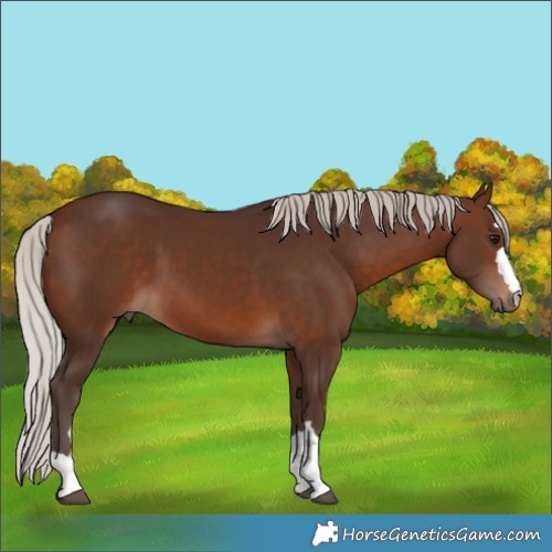Horse Color:Silver Brown 