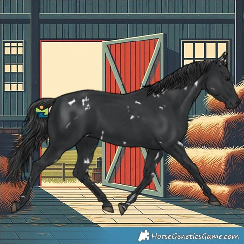 Horse Color:White Spotted Black 