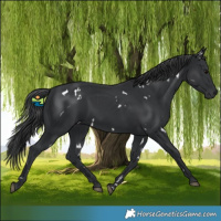 Horse Color:White Spotted Black