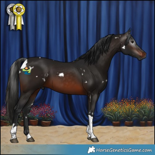 Horse Color:Gray White Spotted Brown Tobiano