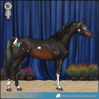 Horse Color:Gray White Spotted Brown Tobiano