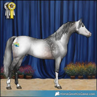 Horse Color:Gray White Spotted Brown Tobiano 