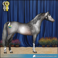 Horse Color:Gray White Spotted Brown Tobiano 