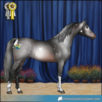 Horse Color:Gray White Spotted Brown Tobiano 