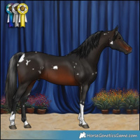 Horse Color:Gray White Spotted Brown Tobiano 