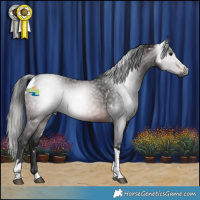 Horse Color:Gray White Spotted Brown Tobiano 